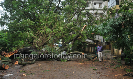 tree damage13jul3 3